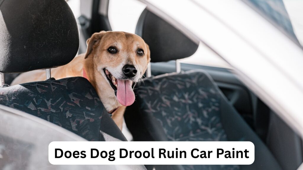 How To Clean Dog Drool Off A Car Interior