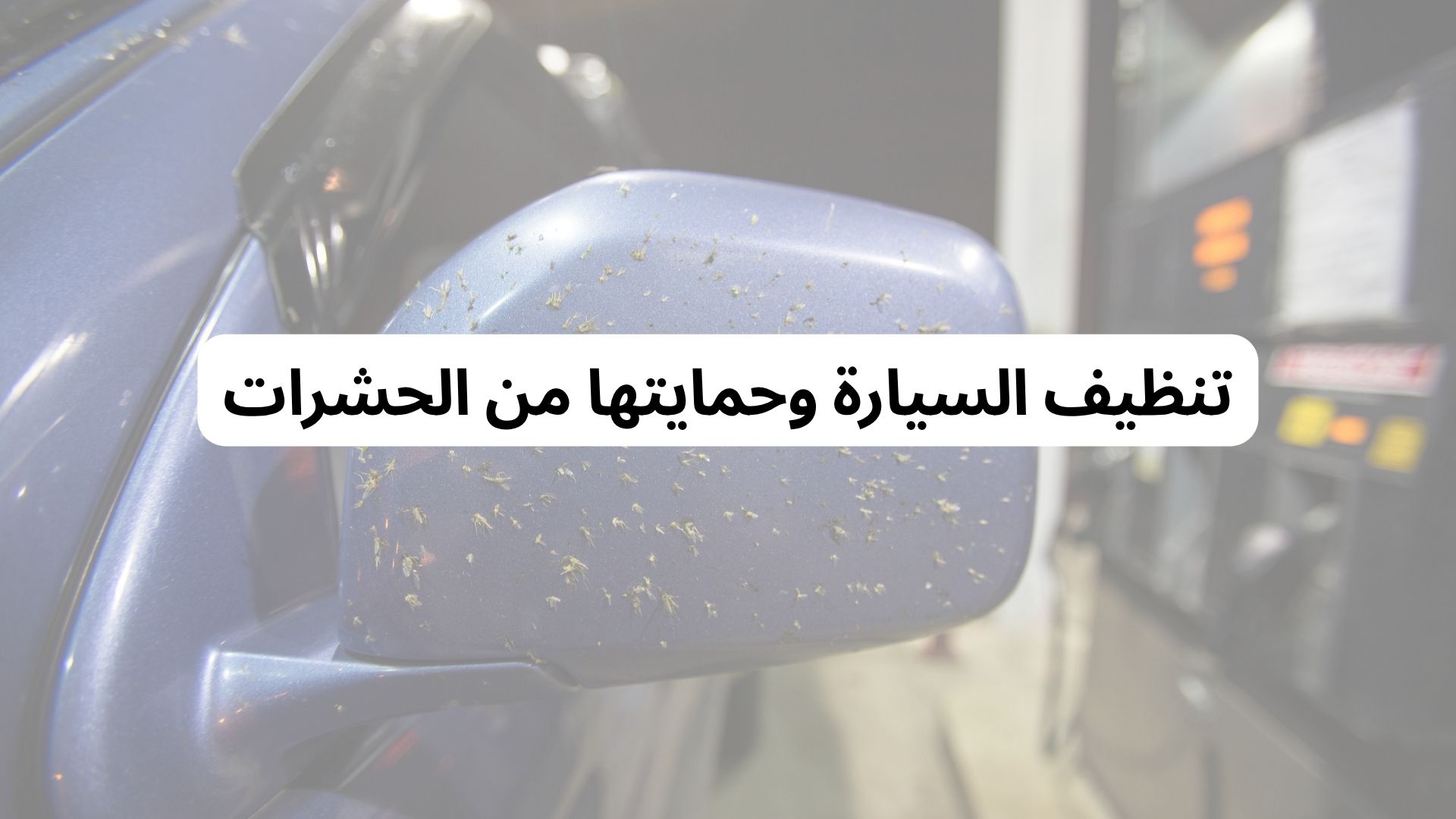 تنظيف السيارة وحمايتها من الحشرات
