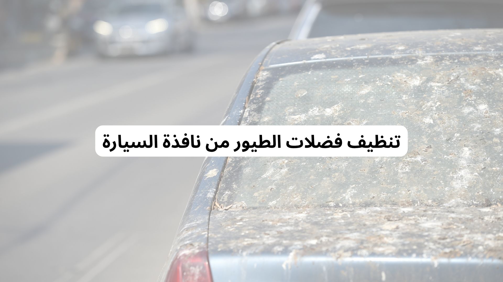 تنظيف فضلات الطيور من نافذة السيارة