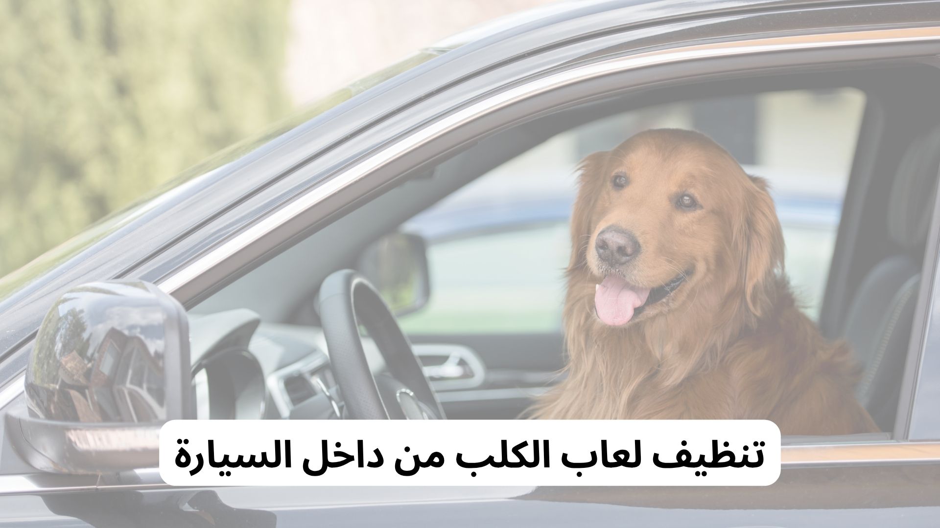 تنظيف لعاب الكلب من داخل السيارة